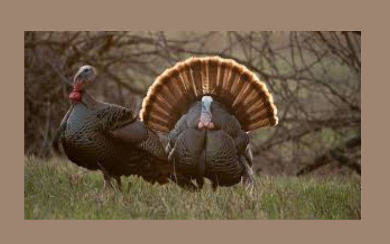 Gobble! Gobble! Turkey Season